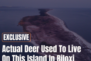 Actual Deer Used To Live On This Island In Biloxi Mississippi