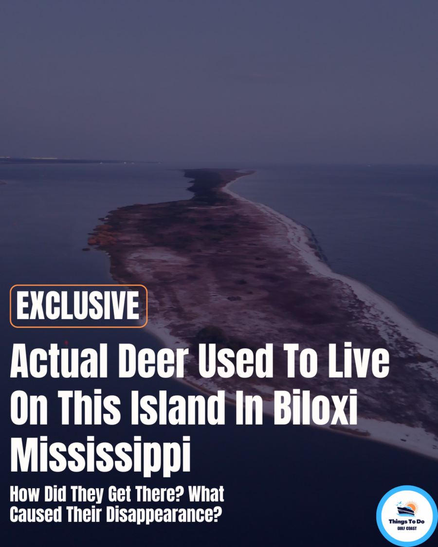 Actual Deer Used To Live On This Island In Biloxi Mississippi